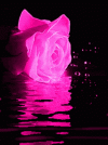 rose-flower.gif