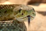 speckled-rattlesnake-653642_640.jpg