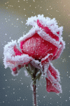 rose-snow.gif